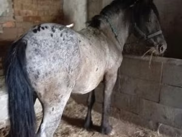 Horse (M), Appaloosa