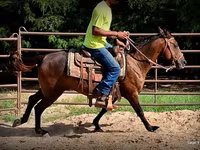 Kobila, Standardbred — fotografija 6