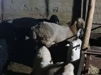 Ovan, Tian-Shan semifinewool sheep — fotografija 5