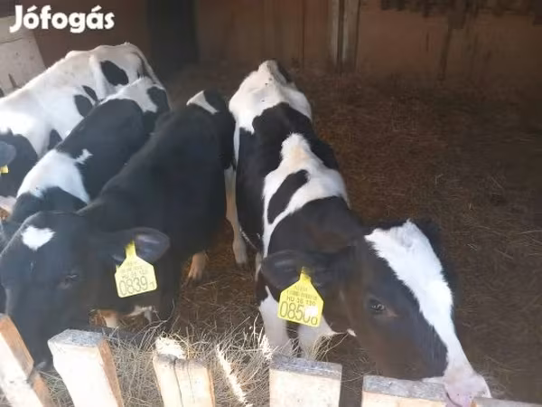 Bik, Russian Black pied cattle