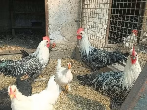 Cochin — Hungria