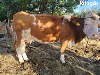 Vaca, Simmental cattle — foto 3