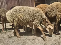 भेड़, भेड़ — फ़ोटो 6