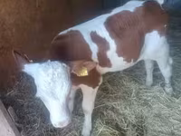 Bik, Simmental cattle — fotografija 3