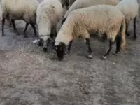 Owca, Tsigai sheep — zdjęcie 3