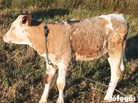 公牛, Simmental cattle — 照片 5