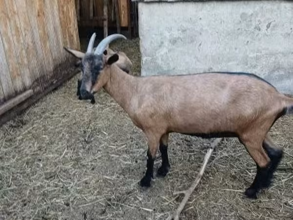 Goat, Alpine goat