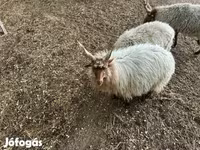 Widder, Racka sheep — Foto 3