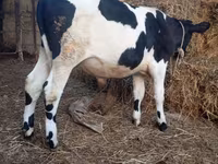 Bull, Russian Black pied cattle — photo 2