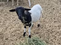 Ovca, Dorper sheep — fotografija 3