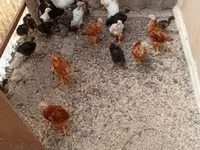 Chickens — 照片 1