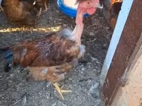 Chickens — Foto 6