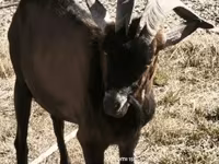 Boucs, Alpine goat — photo 7