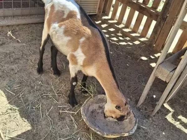 Chèvre, LaMancha goats