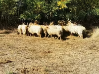 母羊, Racka sheep — 照片 5