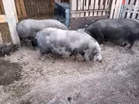 मादा सूअर, Мангалица — फ़ोटो 2