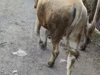 母牛, Alatau breed — 照片 2