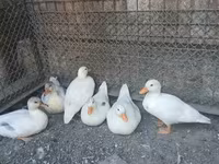 Ducks — 照片 2