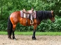 Kobila, Friesian — fotografija 1
