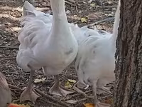 Geese — 照片 1