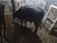 Cow, Simmental cattle — photo 7