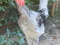 Chickens — foto 3