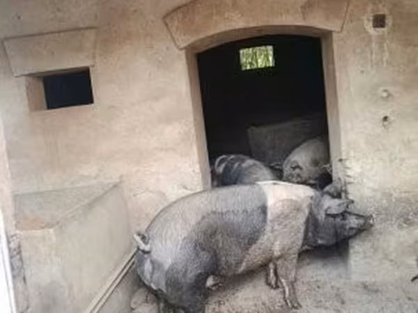 Knur, Świnie — Węgry