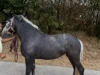 母马, Horses — 照片 3