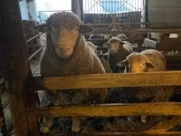 Carnero, Ile-de-France sheep — foto 1