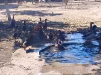Ducks — zdjęcie 2