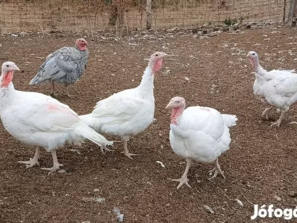 Turkeys