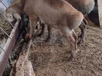 Ovca, West-Siberian mutton sheep — fotografija 3