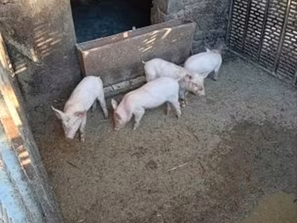 Eber, Schweine