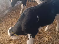 ثور, Simmental cattle — الصورة 5