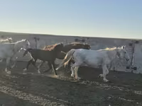 Cavalo, Kazakh horse — foto 2