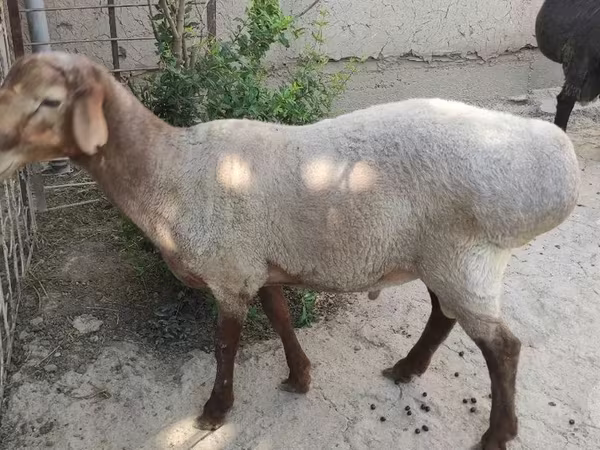 Ovan, Овце