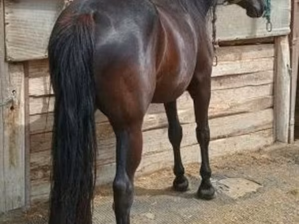 Yegua, Caballos