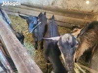 Ziege, Ziegen — Foto 1