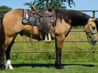 Pastuv, Gypsy horse — fotografija 1