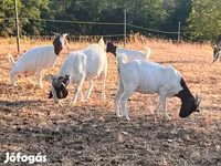 बकरी, Boer goat — फ़ोटो 6