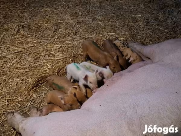 Säue, Schweine