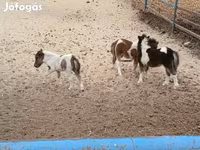 公马, Shetland Pony — 照片 1
