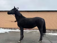 Kobyła, Akhal-Teke — zdjęcie 3