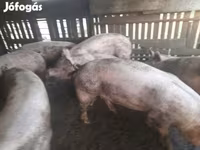 母猪, Крупная белая — 照片 5
