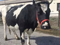 Сиыр, Russian Black pied cattle — 3-сурет
