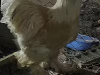 Brahma — foto 1