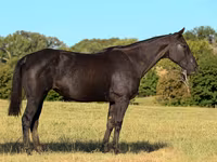 Kobila, Quarter Horse — fotografija 2