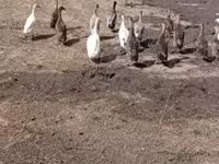 Ducks — الصورة 3