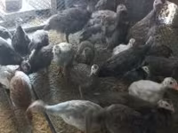 Guinea fowl — photo 3