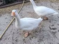 Geese — Foto 4